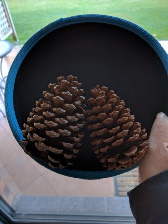 Pinecones.jpg