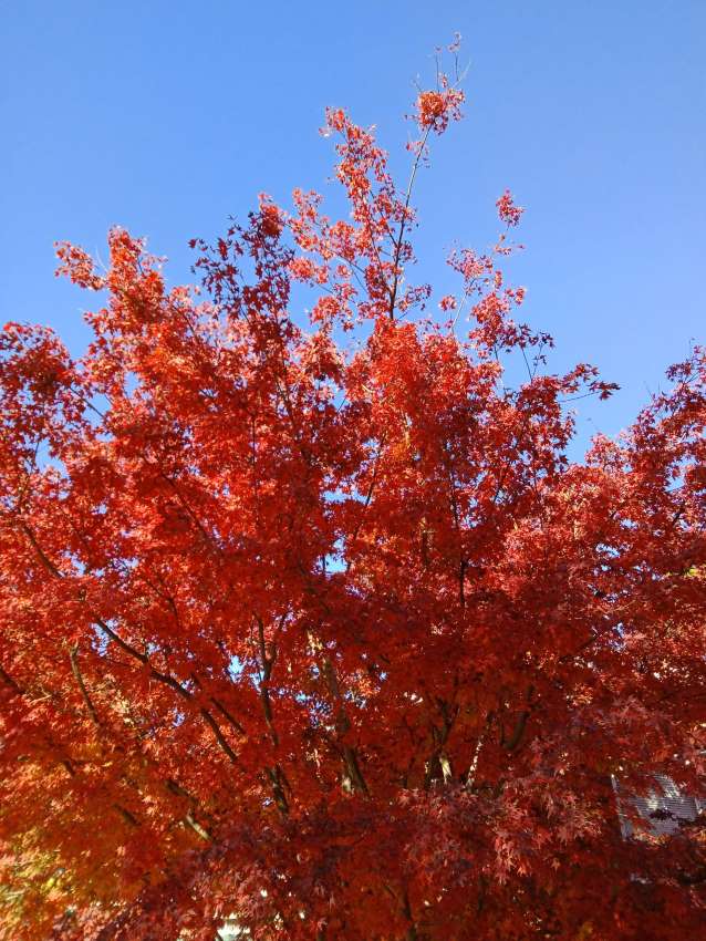 maple tree 1
